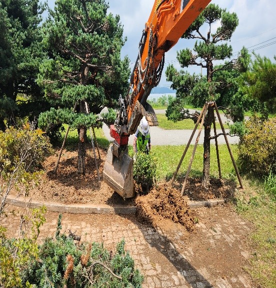 돈나무,산철쭉 이식2